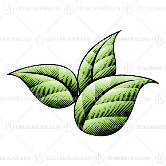 3 Scratchboard Engraved Green Leaves with Black Outlines 
