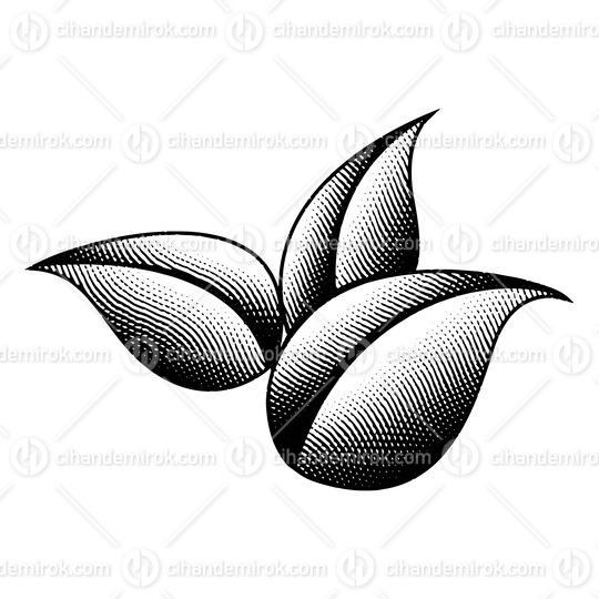3 Scratchboard Engraved Leaves on a White Background