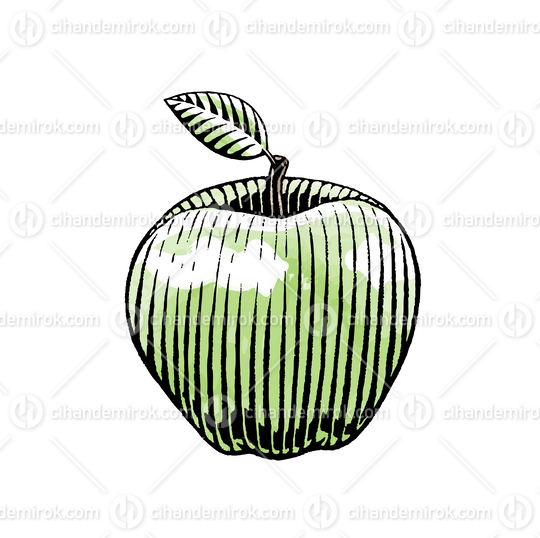 Green Apple Drawing, Scratchboard Engraved Vector