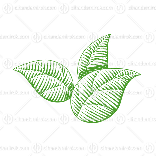 Green Vectorized Shaded Ink Sketch of Leaves Illustration
