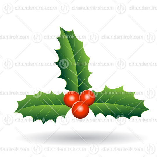 Holly Berries with Seperate Green Leaves Vector Illustration