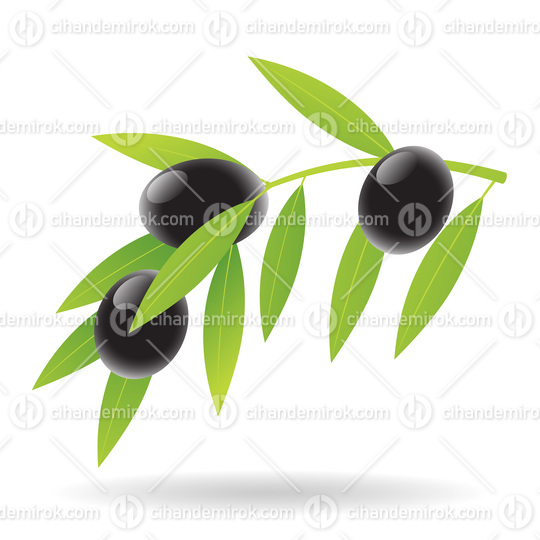 Olives and Leaves Illustration