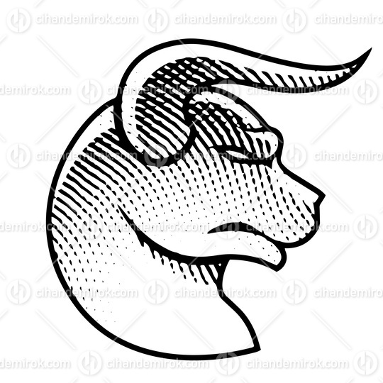Scratchboard Engraved Bull Profile View