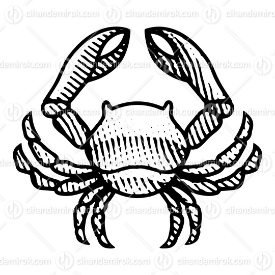 Scratchboard Engraved Crab