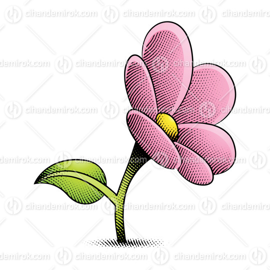 Scratchboard Engraved Daisy Flower with Yellow and Pink Fill