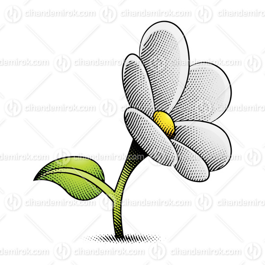 Scratchboard Engraved Daisy Flower with Yellow and White Fill