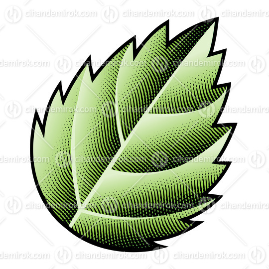 Scratchboard Engraved Green Nettle Leaf