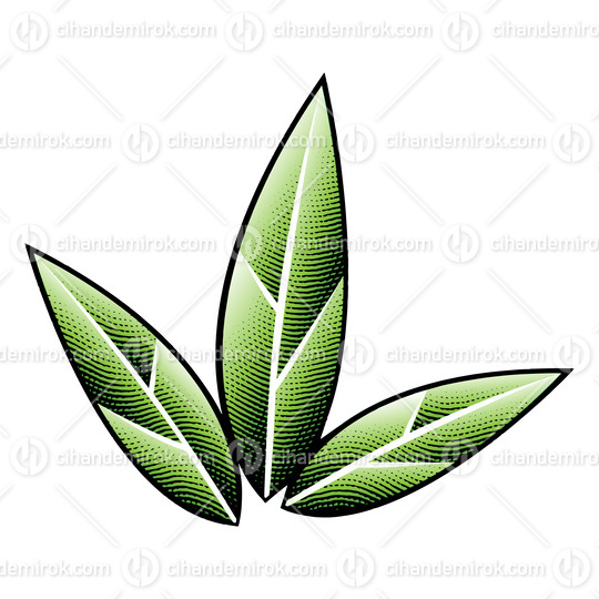Scratchboard Engraved Green Tobacco Leaves