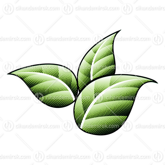 Scratchboard Engraved Green Tobacco Leaves with Black Outlines