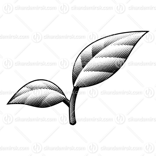 Scratchboard Engraved Leaves with Black Outlines