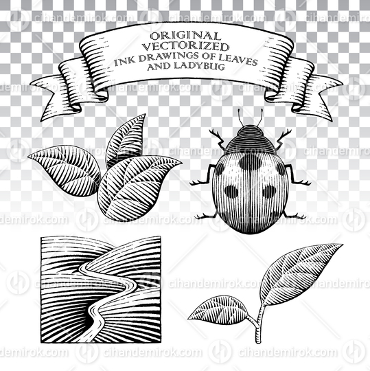 Scratchboard Style Ink Drawings of Leaves and Ladybug