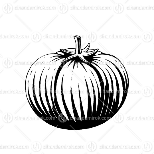 Tomato, Scratchboard Engraved Vector